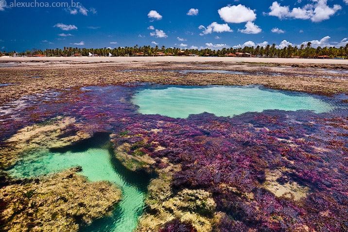 Aquarela Tropical